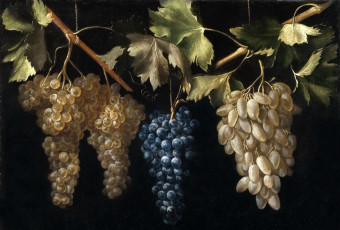 Картинка рисованное живопись эль лабрадор хуан фернандес Четыре грозди винограда картина натюрморт