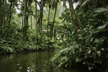 Картинка природа реки озера лес тропический озеро растения