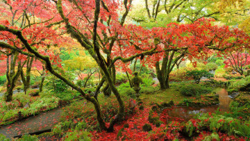 Картинка природа парк японский клен сады бутчартов остров ванкувер британская колумбия канада