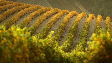 Картинка природа поля франция виноградник осень холмы