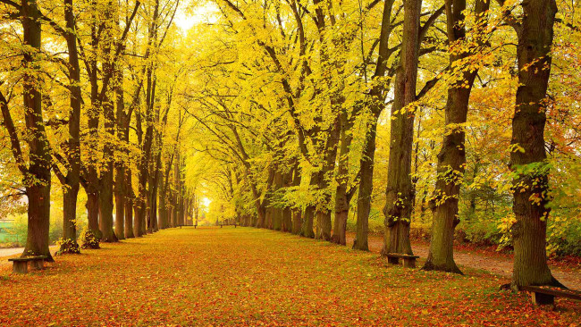Обои картинки фото природа, парк, динкельсбюль, бавария, германия, аллея, деревья, листья, осень, скамья