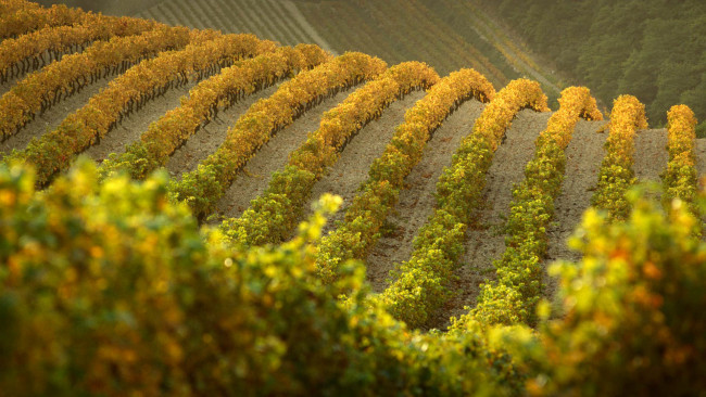 Обои картинки фото природа, поля, франция, виноградник, осень, холмы