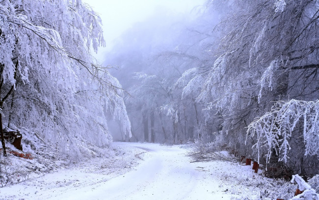 Обои картинки фото природа, зима, иней, дорога, лес