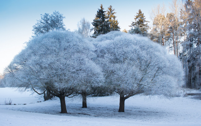 Обои картинки фото природа, зима, парк, деревья, иней