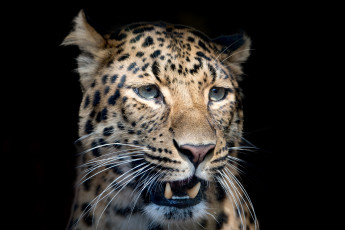 Картинка леопард животные леопарды хищник