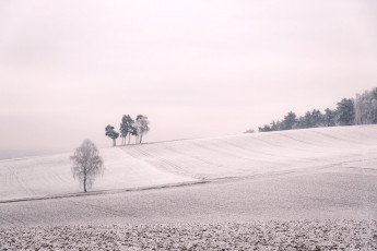 Картинка природа поля снег поле деревья