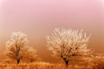 Картинка природа деревья туман восход поле иней мороз трава