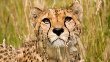 Картинка животные гепарды гепард трава саванна