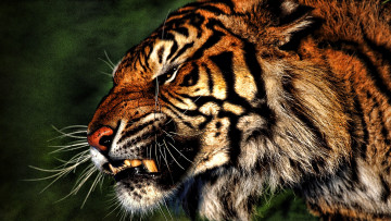 Картинка животные тигры тигр оскал голова зверь хищник