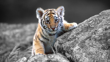 Картинка животные тигры тигренок детеныш камни