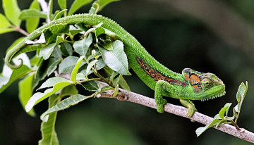 Картинка животные хамелеоны хамелеон ветка зеленый ящерица