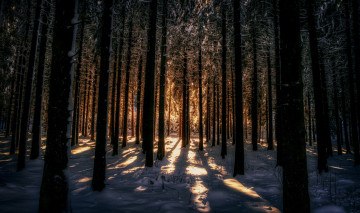 Картинка природа лес свет снег