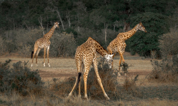 обоя животные, жирафы, природа, саванна, жираф, африка
