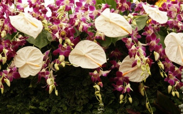 Картинка цветы разные+вместе орхидеи антуриум