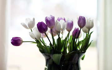 Картинка цветы тюльпаны лиловый белый