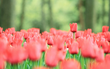 Картинка цветы тюльпаны поле красные