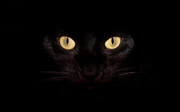 Картинка животные коты кошка кот глаза черный