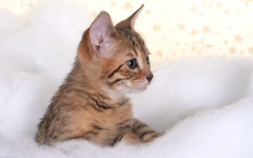 Картинка животные коты полосатый котенок