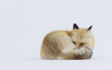 Картинка животные лисы лиса рыжая снег зима
