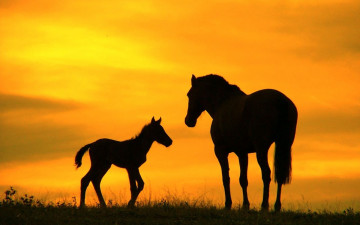 Картинка животные лошади закат силуэты лошадь жеребенок