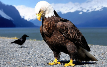 Картинка животные птицы+-+хищники горы озеро галька ворон орел берег