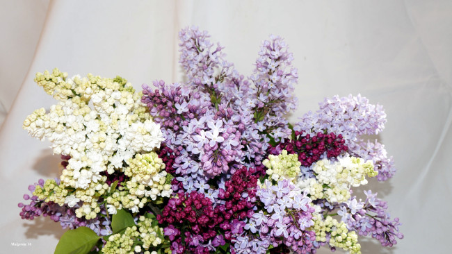 Обои картинки фото цветы, сирень, гроздья, лиловый, белый, весна