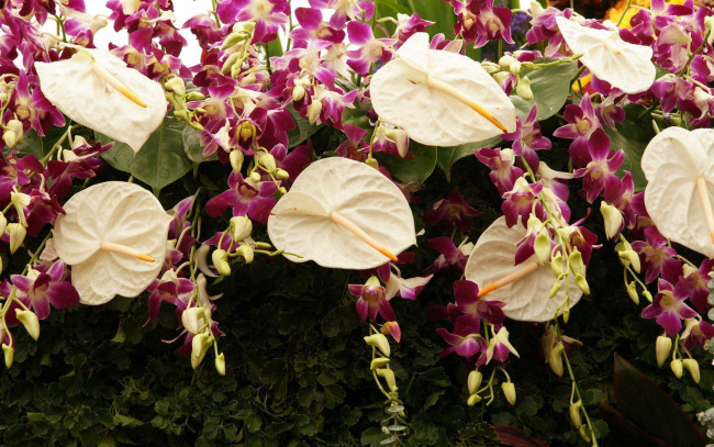 Обои картинки фото цветы, разные вместе, орхидеи, антуриум