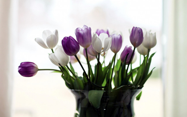 Обои картинки фото цветы, тюльпаны, лиловый, белый