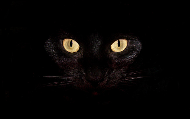Обои картинки фото животные, коты, кошка, кот, глаза, черный