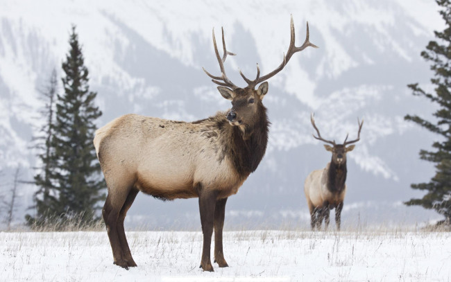 Обои картинки фото животные, олени, рога, снег, зима, гора, ели