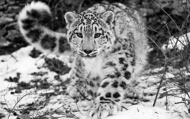 Обои картинки фото животные, снежный барс , ирбис, кусты, зима, снег, зверь, хищник, барс