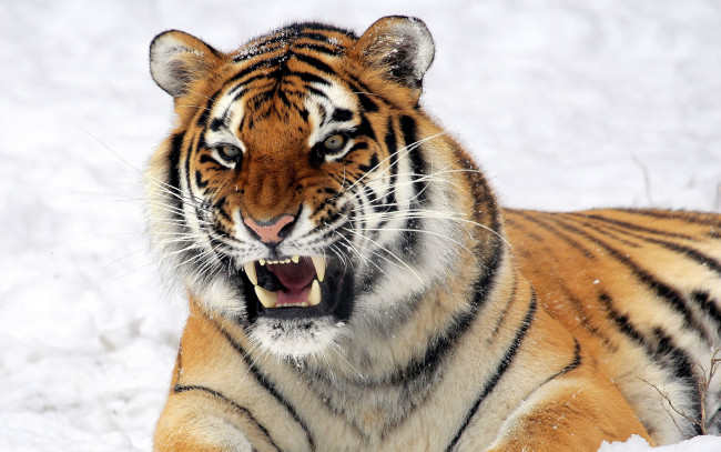 Обои картинки фото животные, тигры, тигр, оскал, снег, зима
