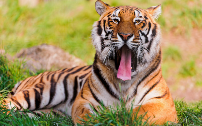 Обои картинки фото животные, тигры, трава, язык, тигр, зевок