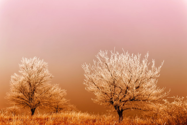 Обои картинки фото природа, деревья, туман, восход, поле, иней, мороз, трава