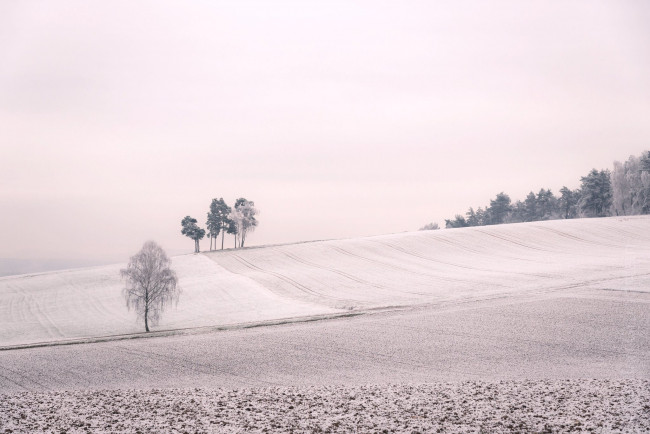 Обои картинки фото природа, поля, снег, поле, деревья