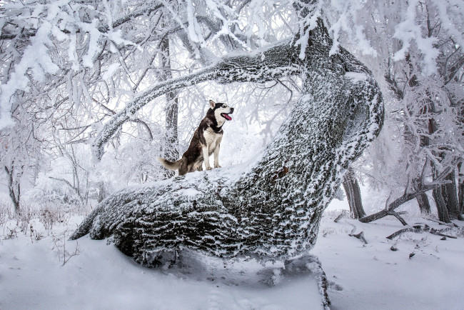 Обои картинки фото животные, собаки, зима, лес, взгляд, собака