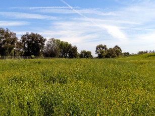 Картинка природа луга трава луг лето