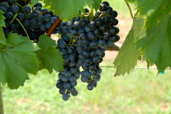 Картинка природа Ягоды +виноград виноград гроздья ягоды урожай