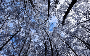 Картинка природа деревья облака верхушки небо