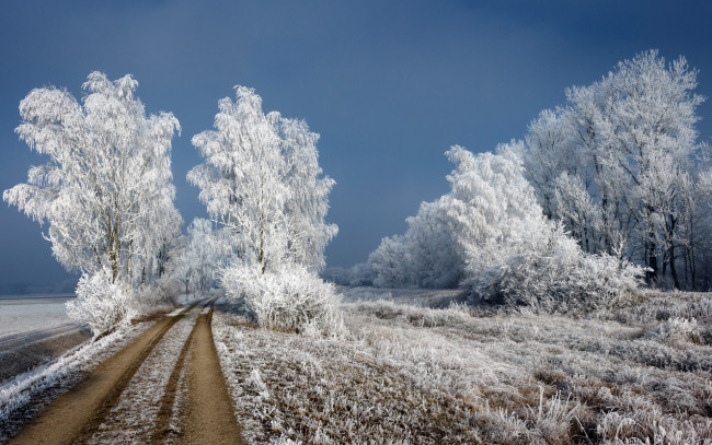 Обои картинки фото природа, дороги, зима, дорога, берёзы, иней