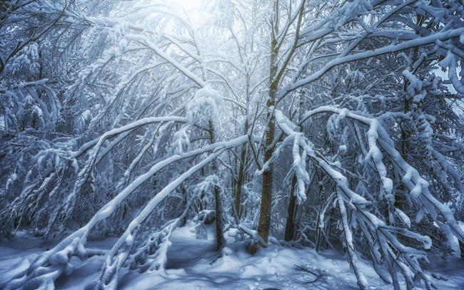 Обои картинки фото природа, зима, john, wilhelm, деревья, в, снегу, снег