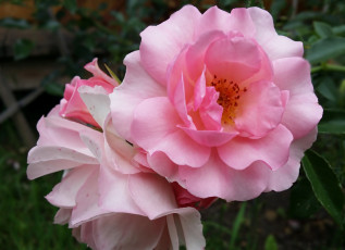 Картинка цветы розы розовая роза макро