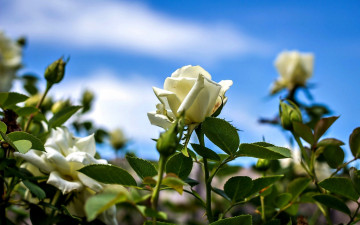 Картинка цветы розы белые бутоны кусты