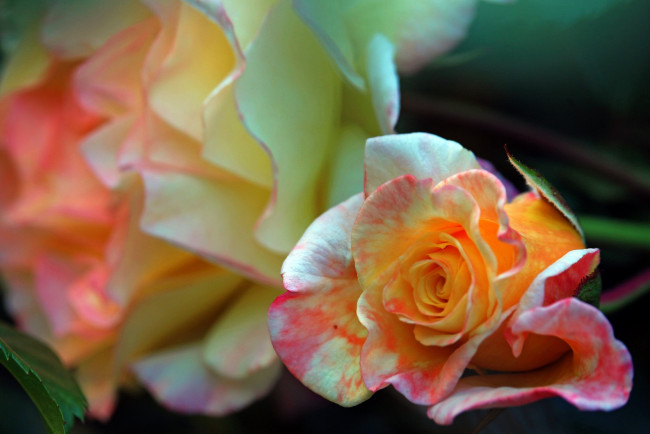 Обои картинки фото цветы, розы, бутон, роза, макро