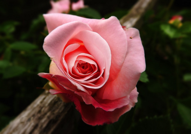 Обои картинки фото цветы, розы, розовая, роза, макро