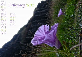 обоя календари, цветы, цветок, фиолетовый