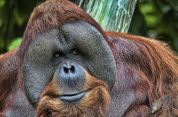 Картинка животные обезьяны рыжий орангутанг