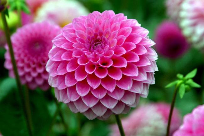 Обои картинки фото цветы, георгины, розовый, яркий, круглый, шар