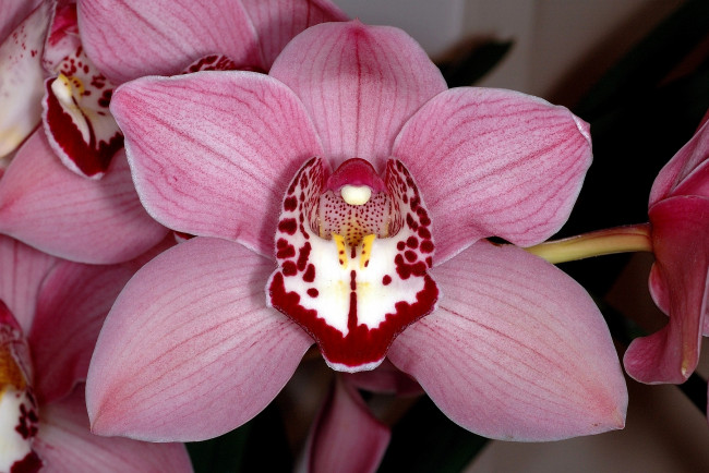 Обои картинки фото цветы, орхидеи, розовый, лепестки