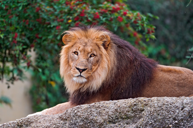 Обои картинки фото животные, львы, лев